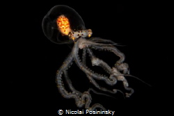 Oktubus in the Black Water by Nicolai Posininsky 